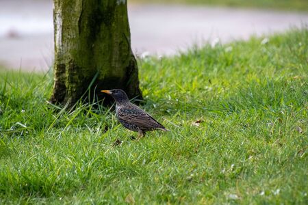 A picture of a European starling perching on the ground.    Vancouver BC Canada