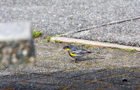 A picture of a Yellow-rumped Warbler eating a fly.    Vancouver BC Canada?