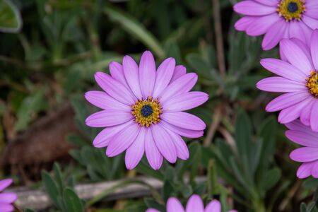 A picture of some Dimorphotheca Ecklonises blooming in the garden.         Vancouver BC Canadaの写真素材