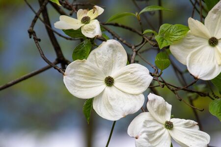 A picture of some dogwood blooming in the garden.     Vancouver BC Canada