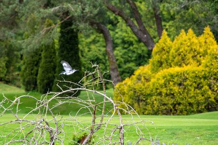 A picture of a kingfisher started to fly.            West Vancouver BC Canadaの写真素材