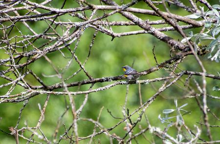 A picture of a yellow-rumped warbler perching on the branch.    Vancouver BC Canada?