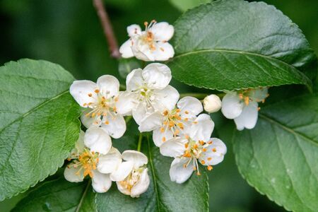 A picture of some blooming malus.         Vancouver BC Canadaの写真素材