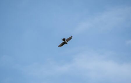 A picture of a sharp-shinned hawk flying in the sky.   Vancouver BC Canada?