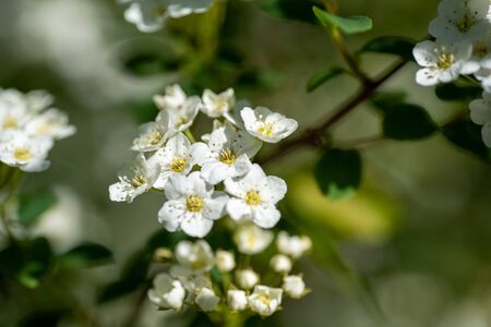 A picture of some white spirea blooming in the garden.      Vancouver BC Canada