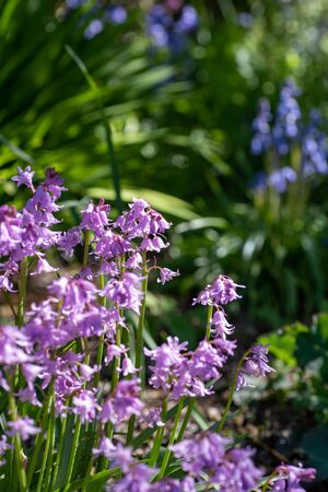 Some pink bluebell flowers.      Vancouver BC Canadaの写真素材