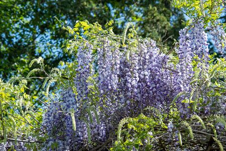A picture of some purple wisteria blooming in the garden.     Vancouver BC Canadaの写真素材