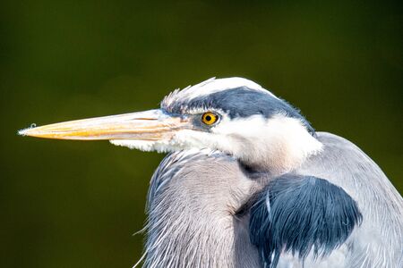 A closeup of a great blue heron face.   Vancouver BC Canada