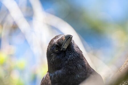 A closeup of a northern crow face.   Vancouver BC Canadaの写真素材