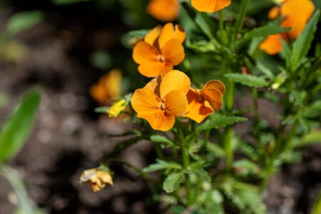 A picture of some orange viola flowers.    Vancouver BC Canadaの写真素材