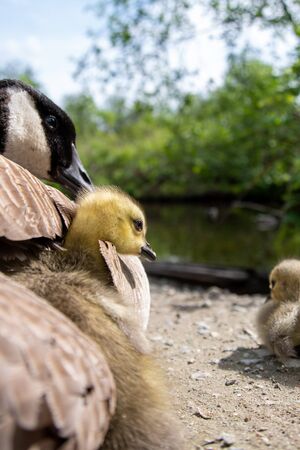 A gosling peeking out from the feathers of its parent.   Vancouver BC Canada