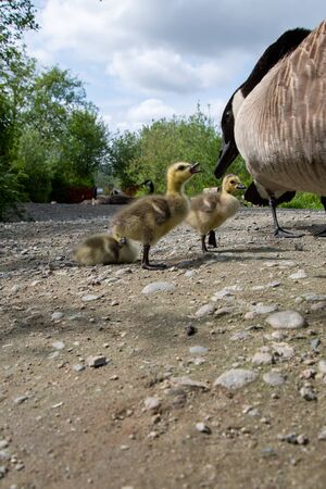 A gosling communicating with its parent.   Vancouver BC Canadaの写真素材