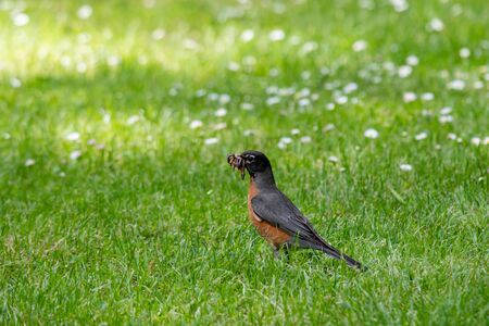 An American robin collecting the food for its chicks.   Vancouver BC Canadaの写真素材