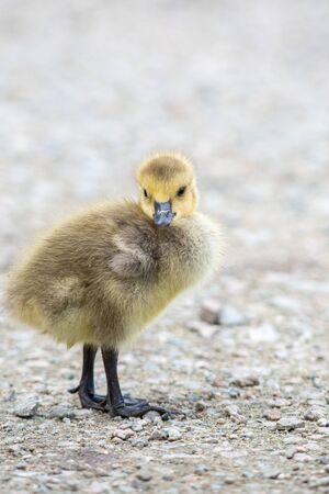 Gosling standing on the ground.  Vancouver BC Canadaの写真素材