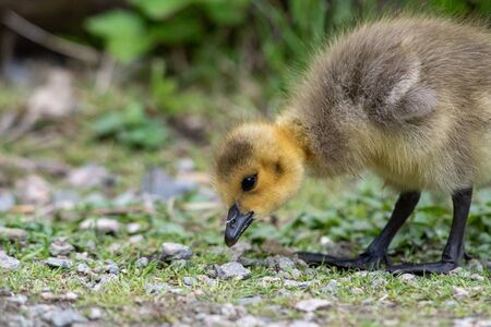 A closeup of a goseling's face.   Vancouver BC Canadaの写真素材
