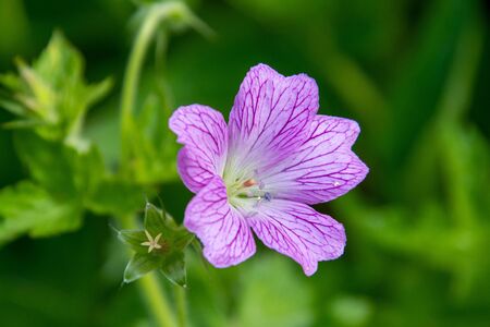 A closeup of a geranium flower.   Vancouver BC Canadaの写真素材
