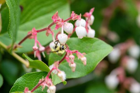 A bee drinking nectar from the flowers.  Vancouver BC Canadaの写真素材