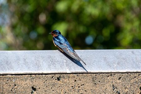 Barn swallow resting on the fence.   Vancouver BC Canadaの写真素材