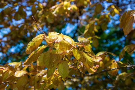 A picture of some fagus leaves.     Vancouver BC Canadaの写真素材