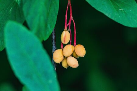 Some fruits of the oemleria.  Vancouver BC Canadaの写真素材