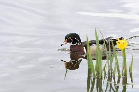Wood duck swimming on the lake.    Vancouver BC Canada
