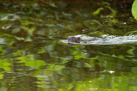 Beaver bringing the stuff to its nest.     Vancouver BC Canada
