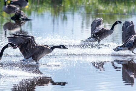 Some geese touching down to the lake.   Vancouver BC Canadaの写真素材