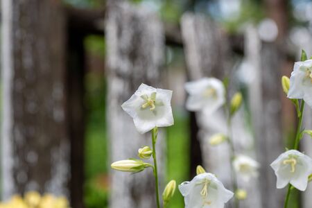 A closeup of white Campanula flowers.   Vancouver BC Canadaの写真素材