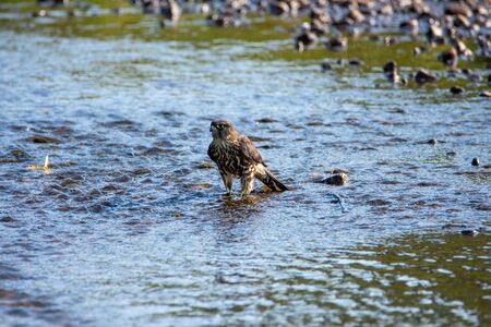 Merlin perching on the creek.   Vancouver BC Canadaの写真素材