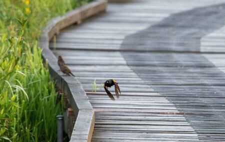 Red-winged blackbird flying in the air.   Vancouver BC Canadaの写真素材