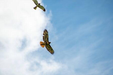 Red tail hawk flying in the sky.   Vancouver BC Canadaの写真素材