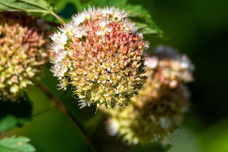 A closeup of Pacific Ninebark Blooming in the Wood.   Vancouver BC Canadaの写真素材