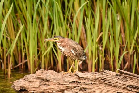 Green heron perching on the log.     Vancouver, BC, Canadaの写真素材