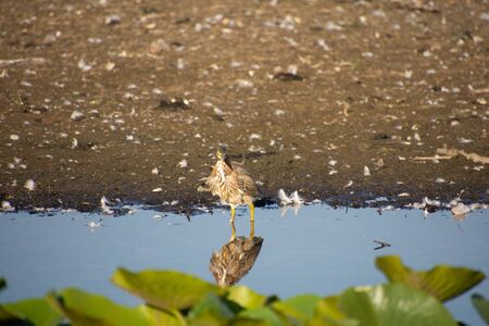 Green Heron Looking Straight Ahead.     Vancouver, BC, Canadaの写真素材