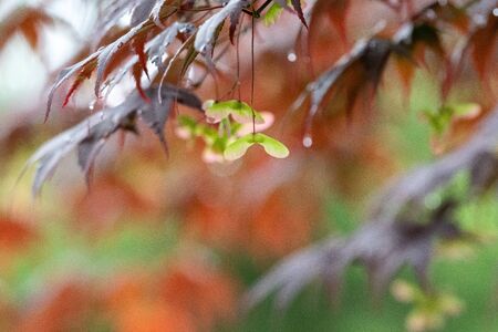 Some Seeds of the Momiji maple.     Vancouver BC Canada