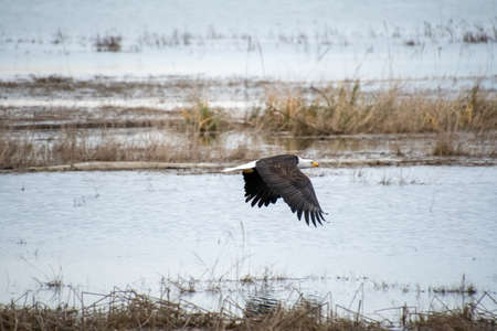 Bald Eagle Flying in the Air.   Vancouver BC Canada