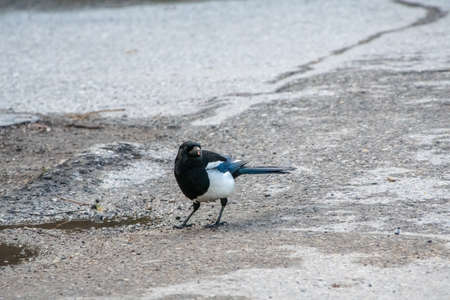 Magpie perching on the ground.    Banff National Park,  AB Canadaの写真素材