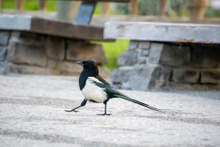 Magpie perching on the ground.    Banff National Park,  AB Canadaの写真素材
