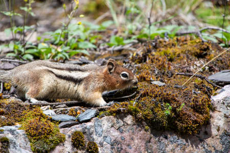 Golden-mantled ground squirrel resting on the rock.   Banff National Park,  AB Canadaの写真素材