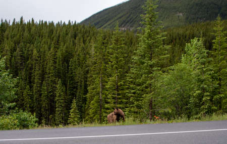 A grizzly bear eating some plants by the roadside.    Banff National park  AB Canadaの写真素材