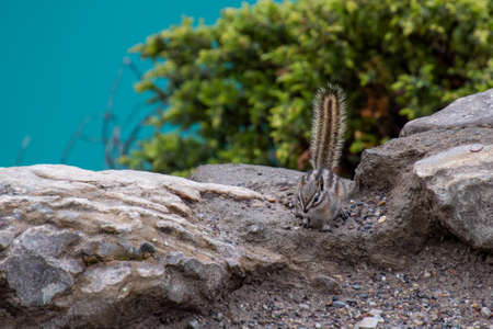 Chipmunk sitting on the rock.    Banff National Park,  AB Canada