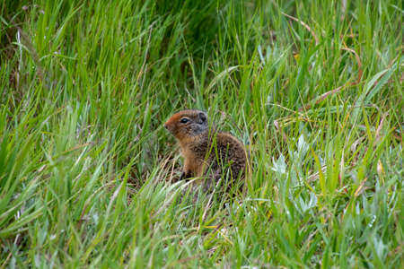 Columbia ground squirrel resting on the field.   Banff National Park,  AB Canada