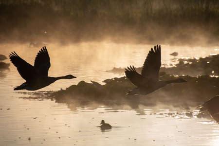 A picture of some silhouettes of Canada geese flying across a lake on a misty morning.     Vancouver BC Canadaの写真素材