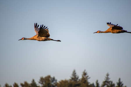 A pair of sandhill cranes flying through the sky.     Vancouver BC Canada