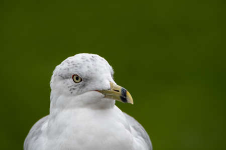 A closeup of ring-billed seagull's face with green background.   Vancouver BC Canadaの写真素材