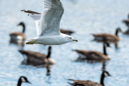 A picture of a ring-billed seagull flying in the air.     Vancouver BC Canadaの写真素材