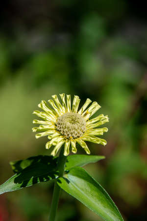 A closeup of a yellow Zinnias in the garden.   Vancouver BC Canadaの写真素材