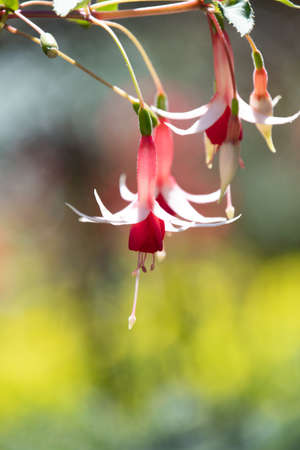 A closeup of some fuchsia flowers in the garden.    Vancouver BC Canadaの写真素材