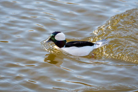 A closeup of a bufflehead swimming in the pond.   Delta BC Canada