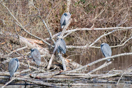 A flock of great blue herons perching on the tree.  Delta BC Canadaの写真素材
